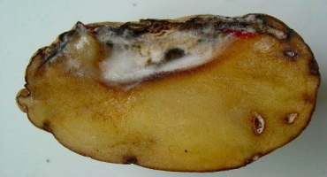Popis, příčiny a léčba fusariového bramboru, kontrolní opatření