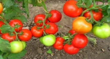 Popis rané odrůdy rajčat captain a její vlastnosti