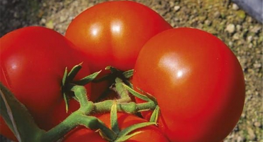 Popis rané odrůdy rajčatového korálového útesu a jeho pěstování