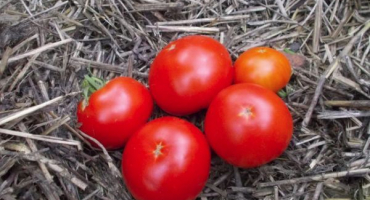 Popis rané odrůdy raně zrajícího rajčat a jejích vlastností