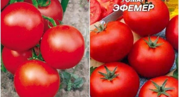 Popis raně zralých rajčat pomíjivé a vlastnosti odrůdy