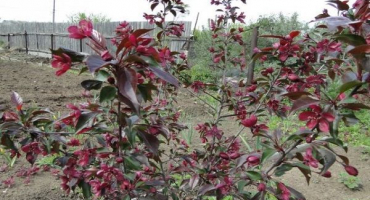 Popis odrůd a charakteristik pionýrské odrůdy jabloně, pravidla pro pěstování v regionech