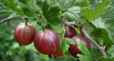 Popis odrůd odrůd finského angreštu, pěstování a rozmnožování