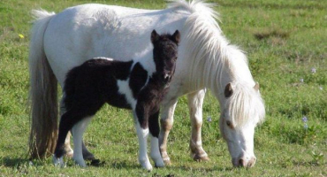 Popis vzácných a neobvyklých plemen koní, nejkrásnějších a vyhynulých druhů