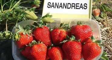 Popis remontantní odrůdy jahodníku san andreas, výsadba a péče