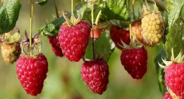 Popis remontantní odrůdy brilantních malin, pěstování a péče