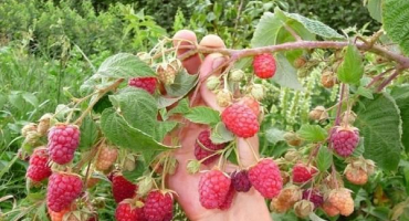 Popis remontantních malin odrůdy bryansk divo, pěstování a péče