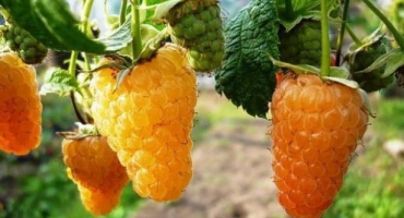 Popis remontantní malinové odrůdy pomerančový zázrak, výsadba a péče