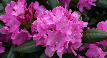 Popis odrůdy rododendronů roseum elegance, výsadby a péče