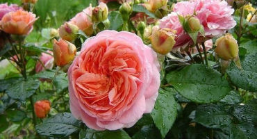 Popis růže chippendale, výsadba a péče, kontrola chorob