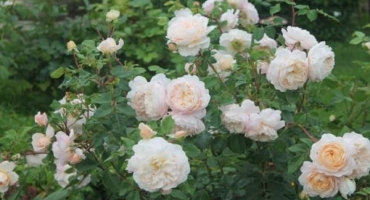 Popis odrůd krokusových růží, výsadby a pečovatelských funkcí