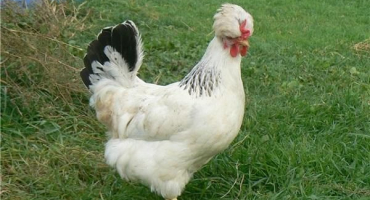 Popis ruského chocholatého kuřecího plemene a rysy obsahu