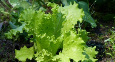 Popis salátu: vše od výsadby až po sklizeň