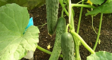 Popis nejlepších, produktivních odrůd okurek pro polykarbonátové skleníky