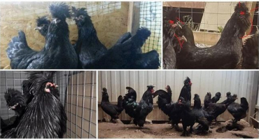 Popis sibiřské pahorkatiny, chov a údržba tohoto plemene kuřat