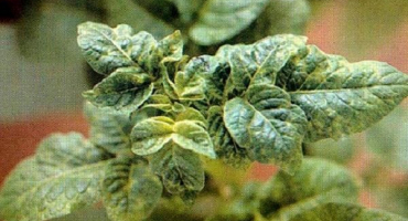 Popis, příznaky a léčba bramborové vrásčité mozaiky