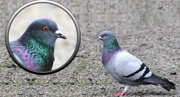 Popis modrých holubic a stanoviště plemene, role v lidském životě