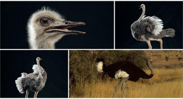 Popis somálského pštrosa, rozmnožování a strava poddruhu