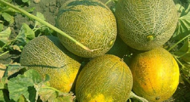 Popis odrůda melounu popelka, její vlastnosti a výnos
