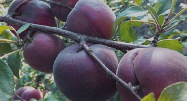 Popis odrůdy meruňky black prince a jejích vlastností, chuti a agrotechniky