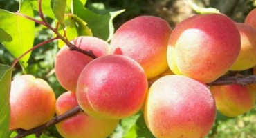 Popis odrůdy meruňky červené a chorob, výsadba a péče, zimní odolnost