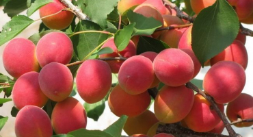 Popis odrůdy meruňky saratov ruby, charakteristika a opylovači