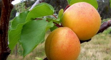Popis odrůdy meruněk alesha a charakteristika odolnosti vůči chorobám
