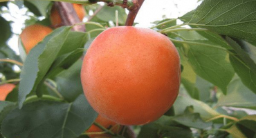 Popis odrůdy meruněk goldrich a vlastnosti pěstování