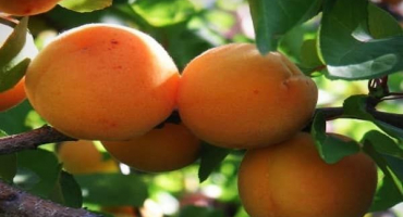 Popis odrůdy meruněk hraběnka, výhody a nevýhody, pěstování