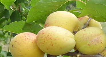 Popis odrůdy meruněk kichiginsky, pěstování, výsadba a péče