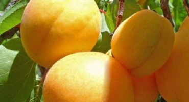 Popis rané odrůdy kyjevské meruňky, vlastnosti mrazuvzdornosti a výnosu