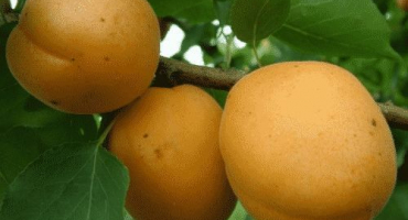 Popis odrůdy meruněk limonka a charakteristika výnosu, nuance pěstování