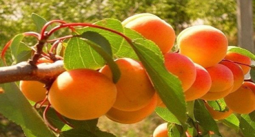 Popis odrůdy meruňky olympus, výnosové charakteristiky a pěstování