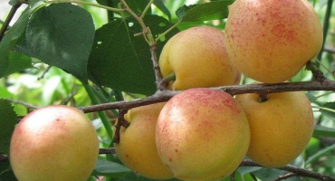 Popis odrůdy meruňky sardonyx, plodové vlastnosti a pěstitelské znaky