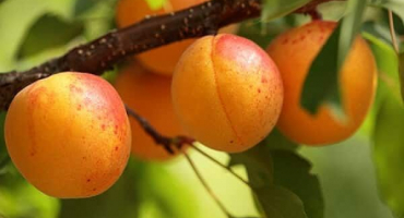 Popis odrůdy meruněk sibiryak baikalova, vlastnosti plodů a pěstitelské vlastnosti