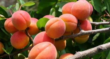Popis odrůdy apricot aquarius, vlastnosti plodů a odolnost vůči chorobám