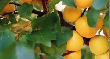 Popis meruňkového suvenýru zhigulevsky, historie výběru a vlastnosti ovoce