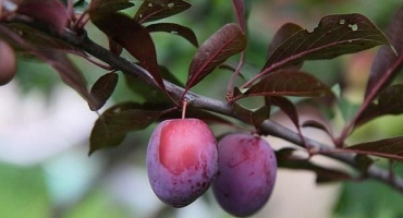 Popis odrůdy lamy třešňové švestky, opylovačů, výsadby a péče