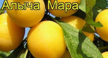 Popis odrůdy třešeň-švestka mara, opylovačů, výsadby a péče, sběru a skladování plodin