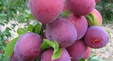 Popis stanu odrůdy třešeň švestka, výsadba a péče, opylovače a prořezávání