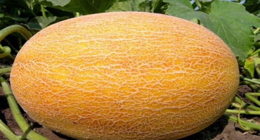 Popis odrůdy ananasového melounu, vlastnosti pěstování a péče