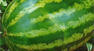 Popis odrůdy melounu foton, vlastnosti a jemnosti pěstování, výnos