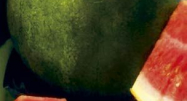 Popis odrůdy melounu sugar baby a pěstování na otevřeném poli