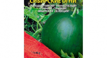 Popis odrůdy melounu sibiřská světla, technologie pěstování, výsadba a péče