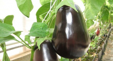 Popis odrůdy lilku louskáček, jeho vlastnosti a produktivita