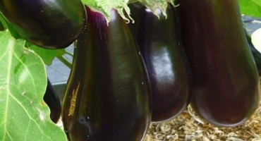 Popis odrůdy diamantu lilku, vlastnosti pěstování a péče