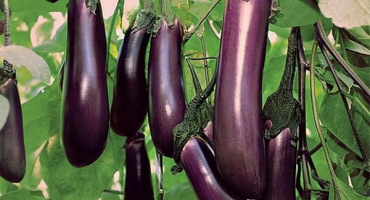 Popis odrůdy lilku galich, její vlastnosti a výnos