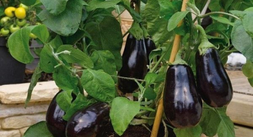 Popis japonské zakrslé odrůdy lilku, její vlastnosti a výnos