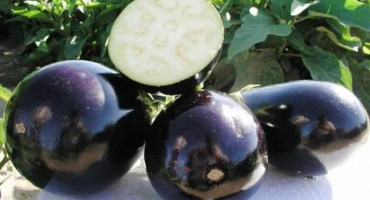 Popis odrůdy lilku clorinda, její vlastnosti a výnos