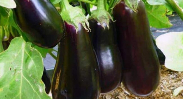 Popis odrůdy marcipánového lilku f1, jeho vlastnosti a výnos